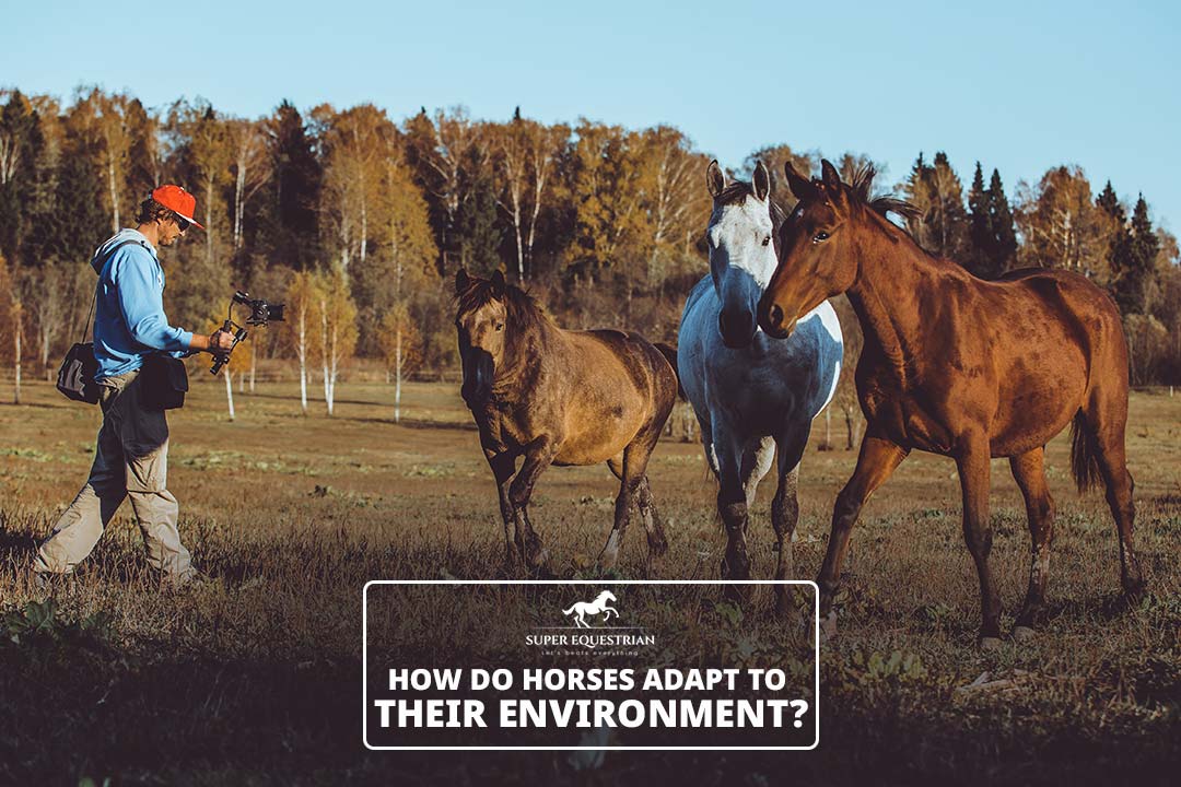 Home Super Equestrian